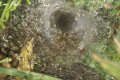 Spiders: Sheet-web Spider - front view (Agelena labyrinthica)